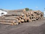 Buk   |  Tvrdé drevo | Guľatina | LKW-Brennholz